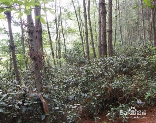 黄连种植方法