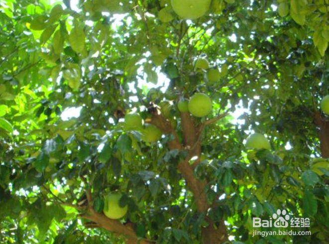 香泡树的养护方法