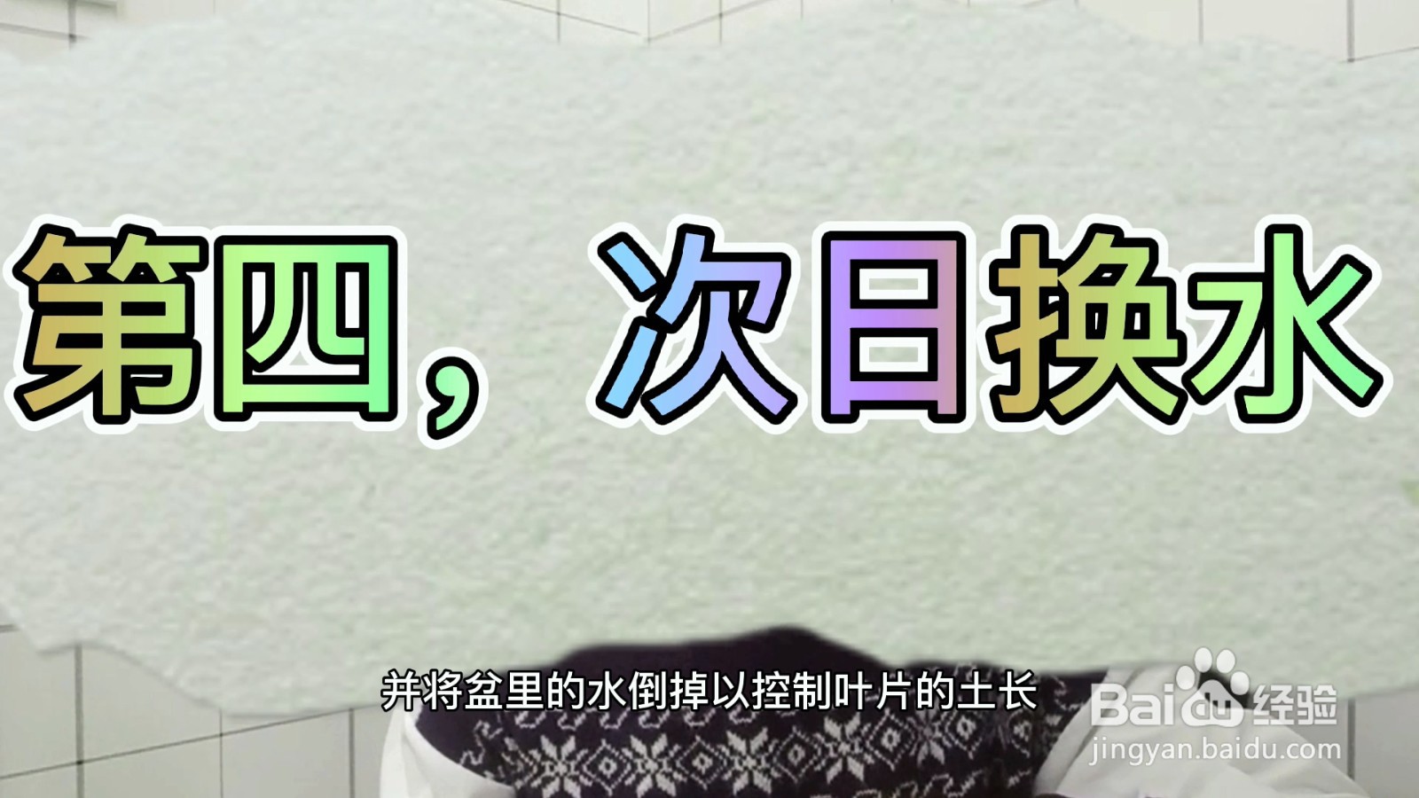 水仙花怎么种植方法？