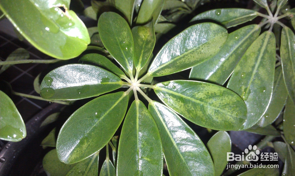 室内如何养好发财树