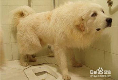 定点训练狗狗大小便技巧