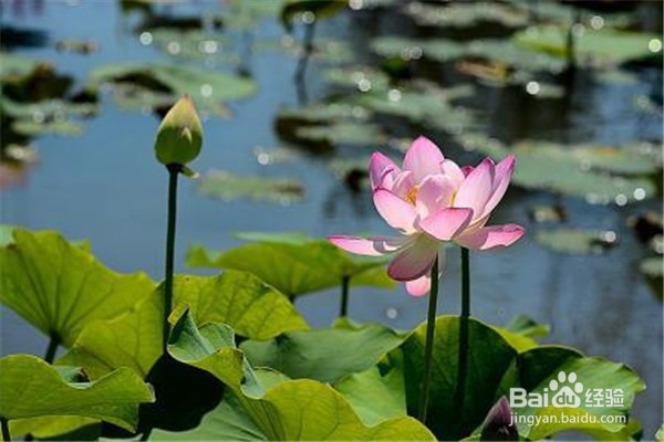 荷花应该怎么养