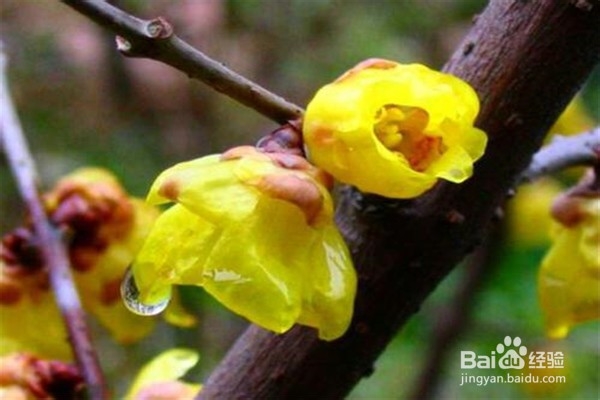 腊梅应该怎么养