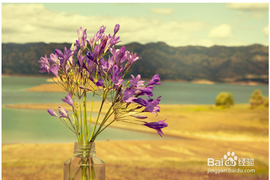 鲜花的养护和保鲜方法