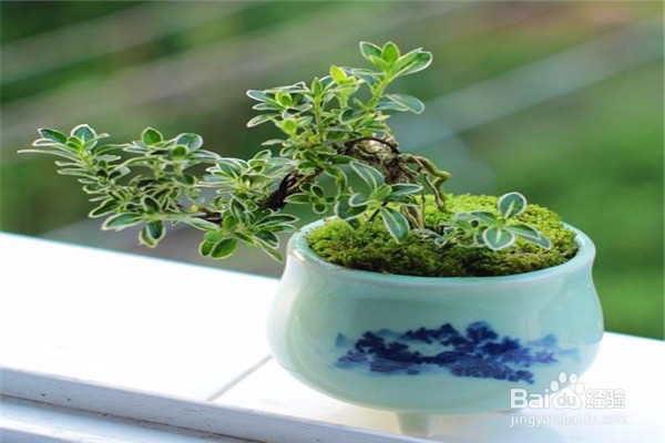 六月雪的养殖方法和注意事项有哪些？