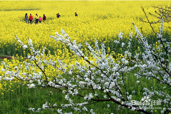 春天养肝护肝需要怎么做?