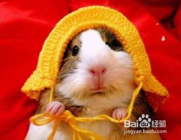 怎么判断仓鼠年龄