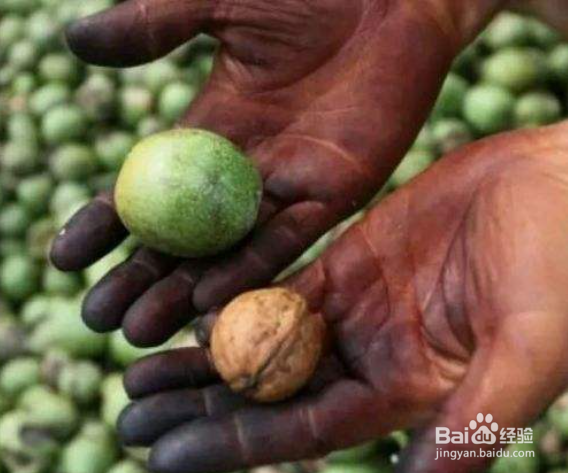 剥完核桃皮手上黑色怎么快速清洗