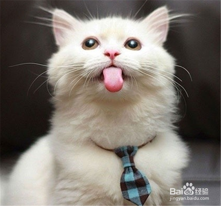 猫咪喜欢你的表现有哪些?