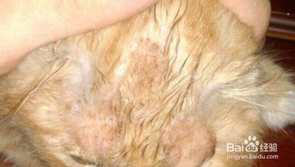如何识别猫咪身上的猫癣