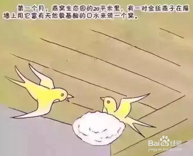 燕窝含有激素吗