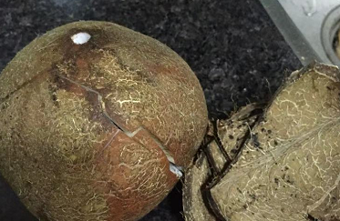 轻松取椰子肉的简便方法？