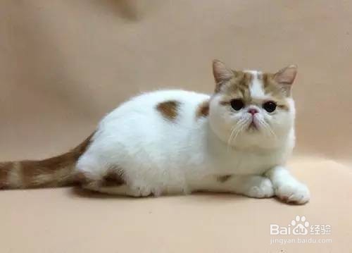 养加菲猫的注意事项