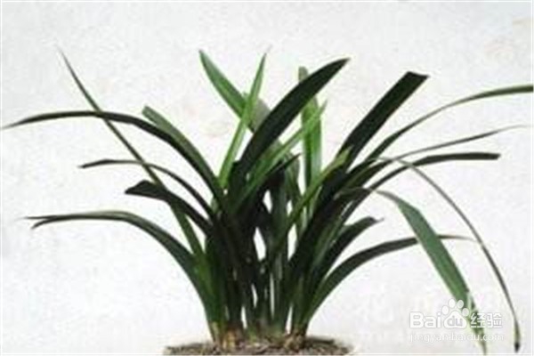 兰花应该怎么养