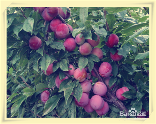 #清热解暑#夏天常吃的瓜果类