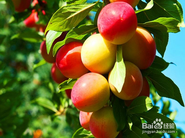 多吃李子有哪些好处？