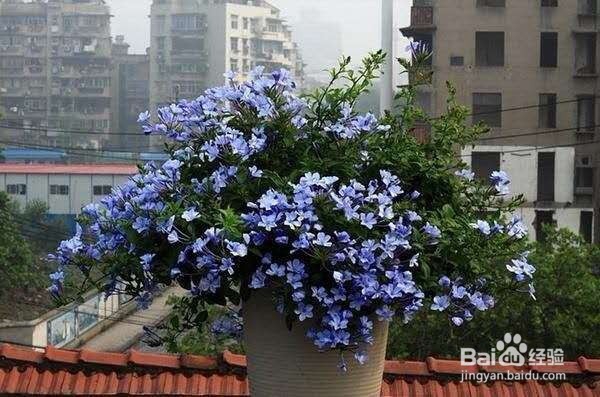 非常适合夏季扦插的花卉，生根快生长旺！