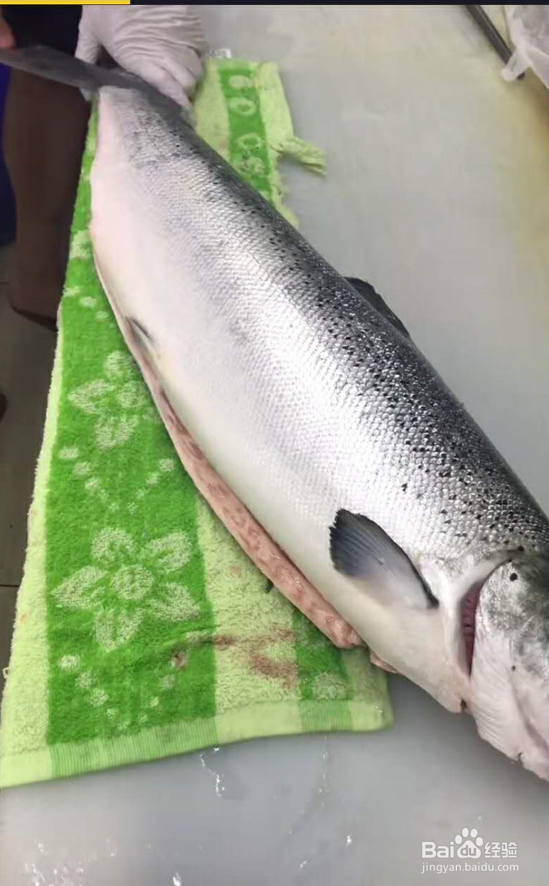 三文鱼各部位切片图解