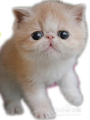 如何选购纯种猫