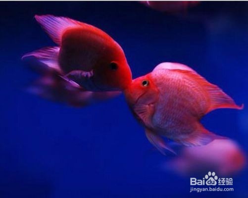 财神鱼怎么养