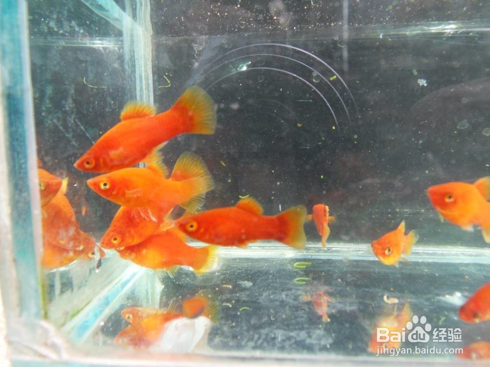 怎么购买具有较高价值的观赏鱼