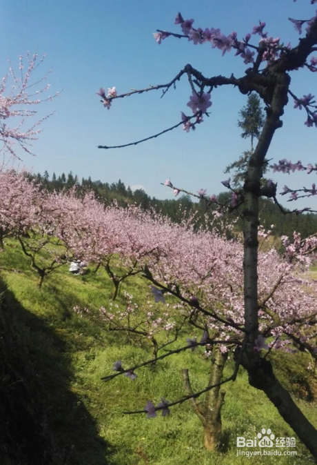 哪里好旅游好去处，世外桃园湖北恩施