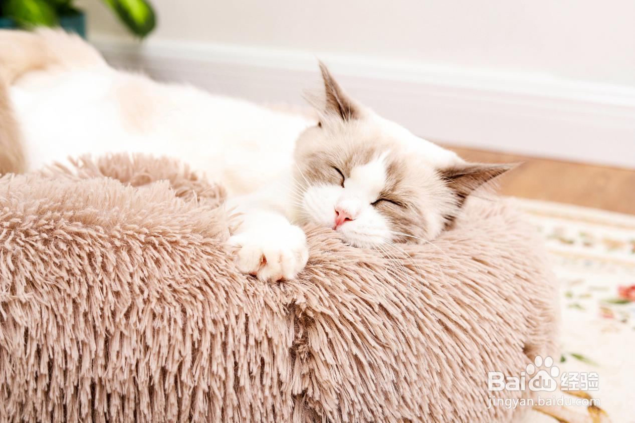 给猫吃卵磷脂还是蛋黄？哪个更能让猫咪美毛？