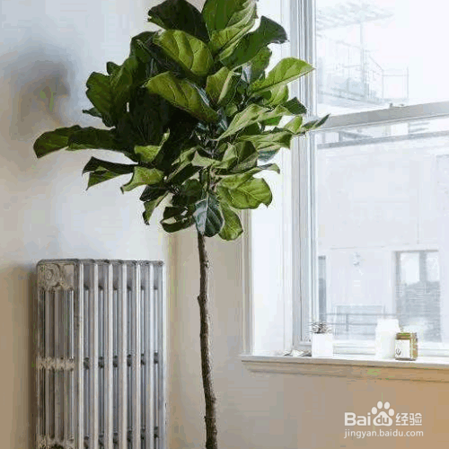 琴叶榕的养护要点及注意事项