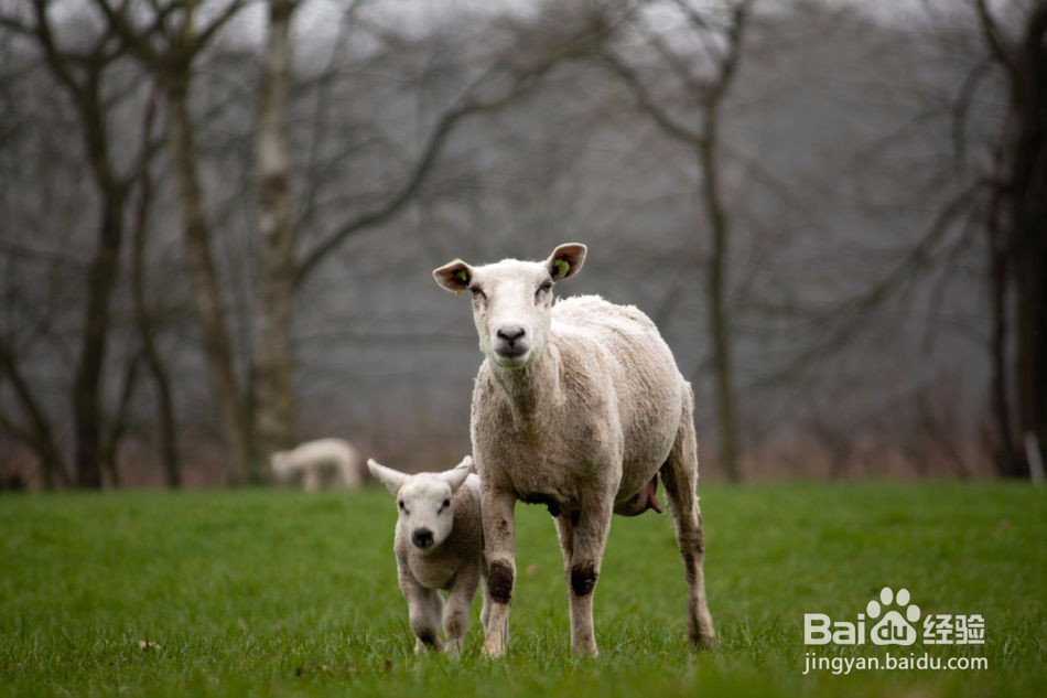 哪些食物同时食用会相克4