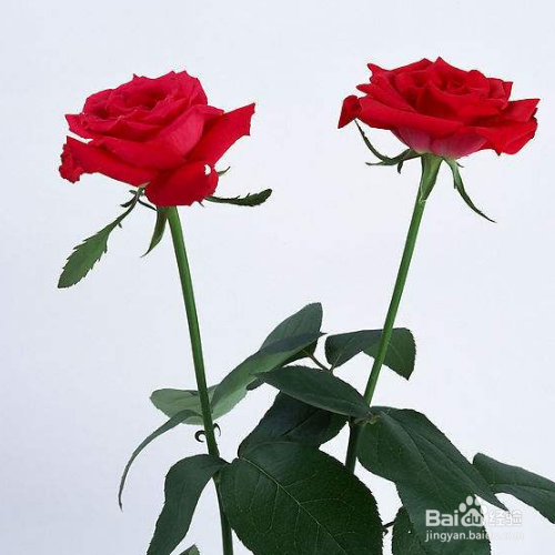玫瑰花的传播方法