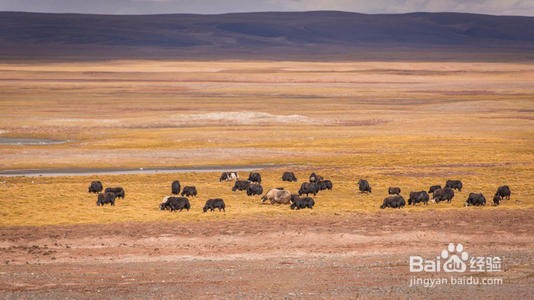 可可西里三江源旅游攻略