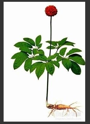人参花茶的冲泡 百度经验 人参花茶的冲泡 百度经验