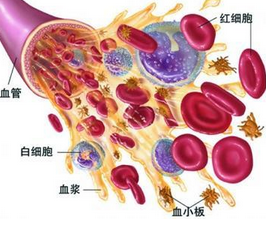 贫血的原因之血液循环吸血大法