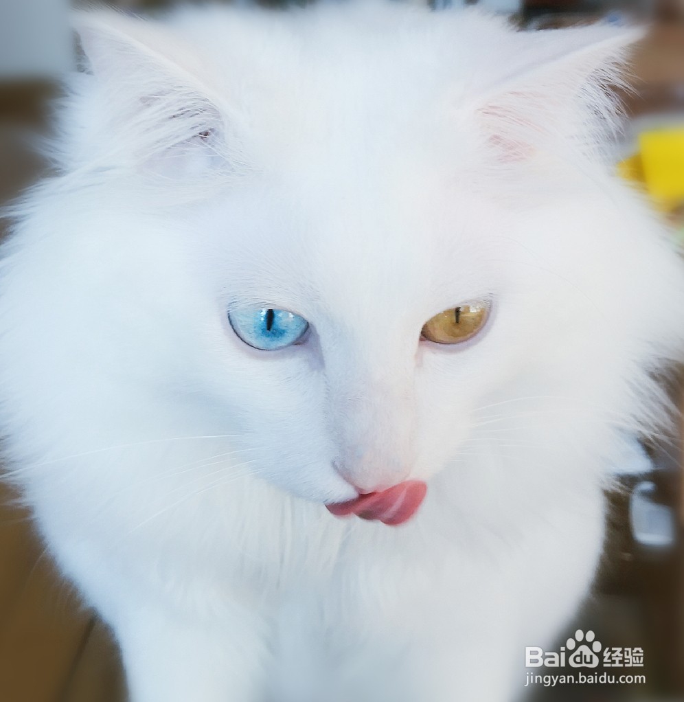 不拉稀不呕吐排毛膏：猫呕吐腹泻掉毛的应对措施