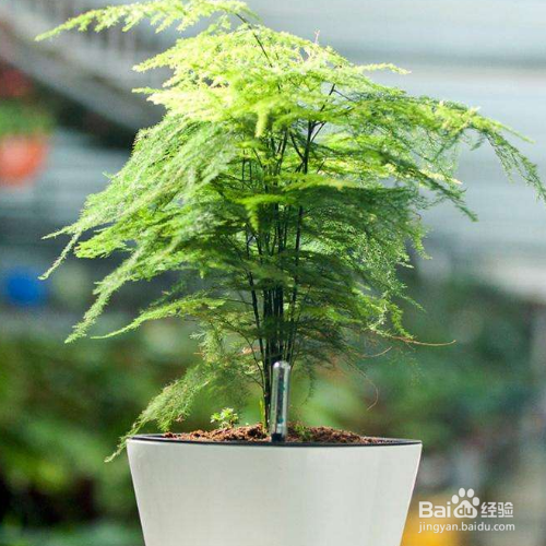 文竹适合深盆还是浅盆
