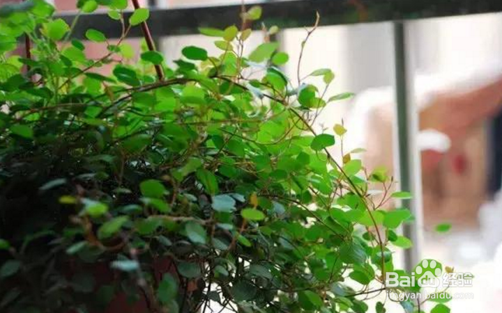 千叶吊兰怎么养