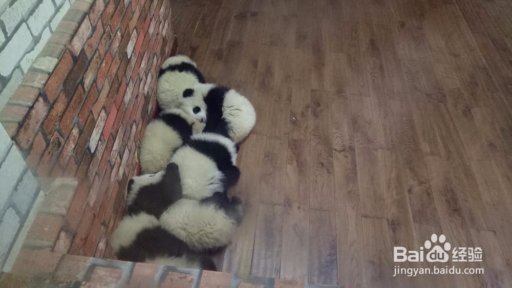 成都熊猫基地一游
