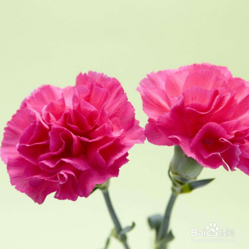 康乃馨的叶子掉落了怎么办？