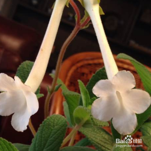 白香岩的培育方法和注意事项