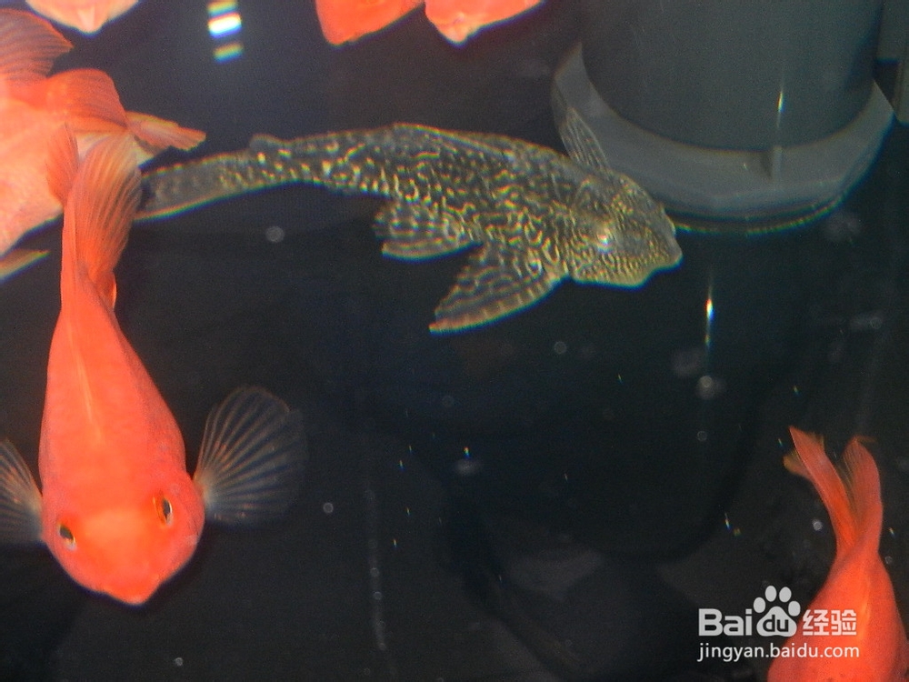 清道夫变白了怎么办？清道夫颜色变浅怎么办？