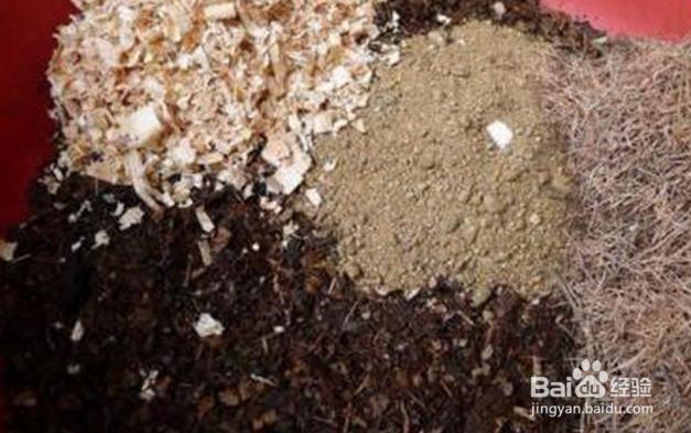 什么东西适合养花？