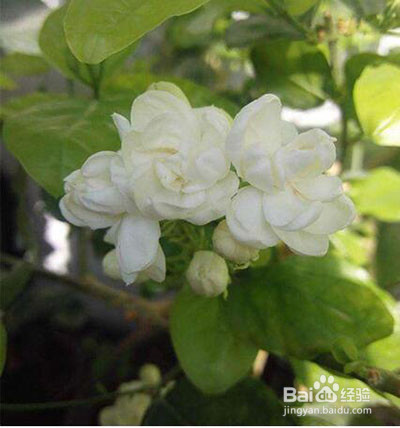 茉莉插枝方法