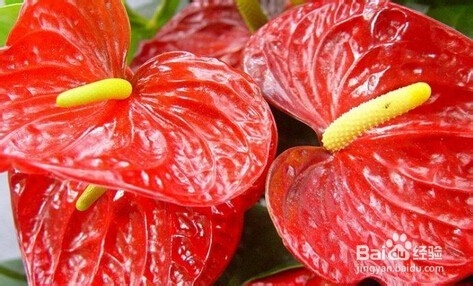 火鹤花和红掌区别是什么