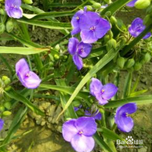 紫露草为什么叶子变黄了?