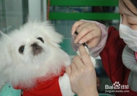 入门宠物美容师（C级）学习什么技能