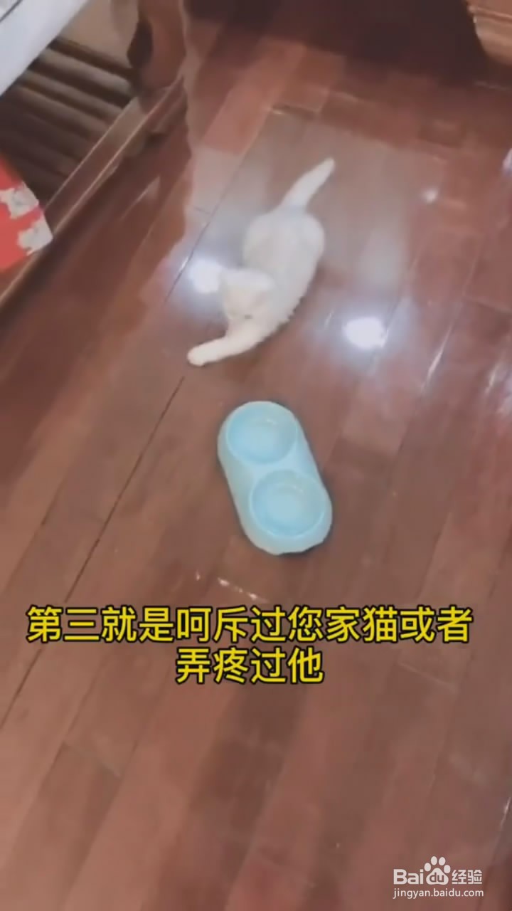 如何判断猫咪是否亲人