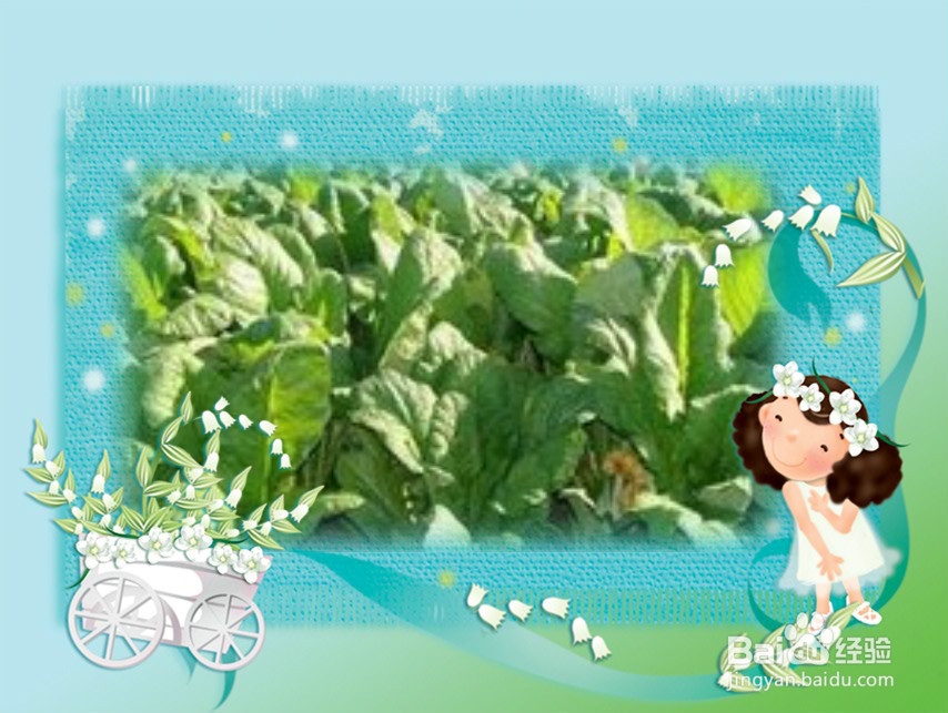 爱吃青菜的理由