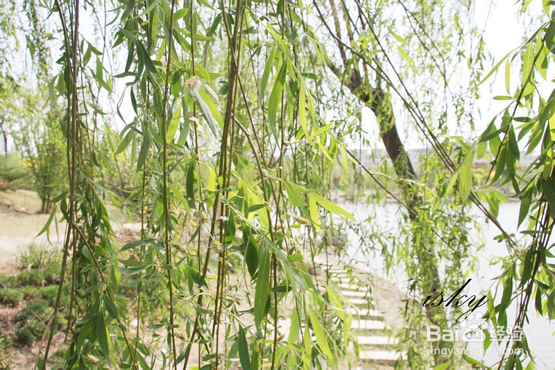 天津城建大学春季景色怎么样