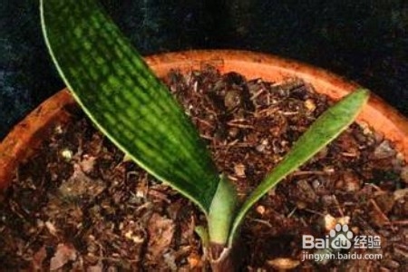 如何培养君子兰？