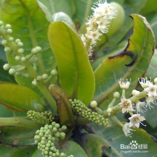 榄仁的培育方法和注意事项